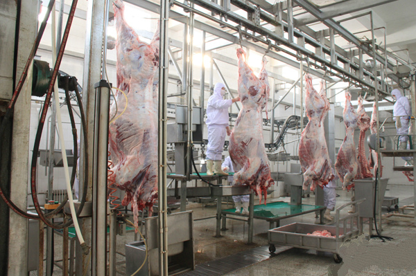 De Productielijn van het rundvlees Gespleten Vlees/van Verwerkingslijn 100-300 Vee per Uursnelheid