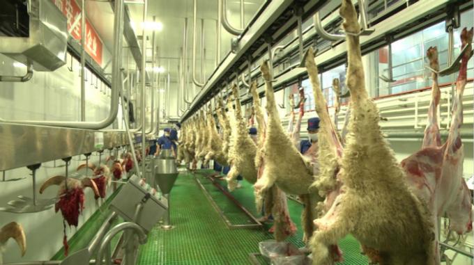 Slachting die van de het Vleesproductielijn van het geitschaap de Gespleten Geheel Verwerkingstype vervoeren